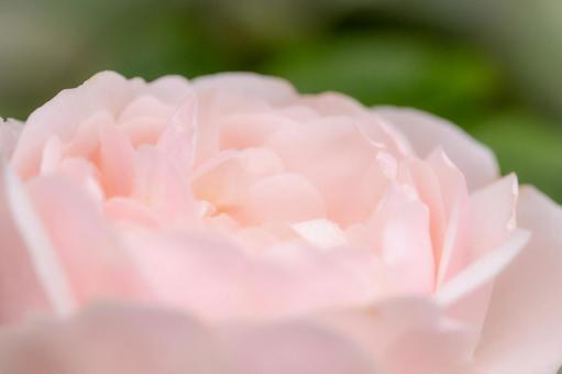 「感謝」が花言葉、ピンクの薔薇 「感謝」が花言葉、ピンクの薔薇の写真
