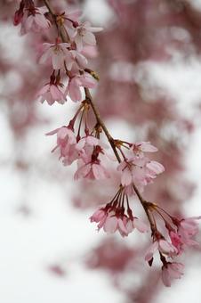 cherry blossoms, JPG cherry blossoms, JPG
