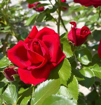 赤いバラの花（明るい自然光） バラ,花,赤の写真素材