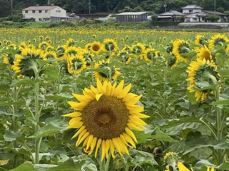 南光ひまわり畑/兵庫 南光ひまわり畑/兵庫の写真