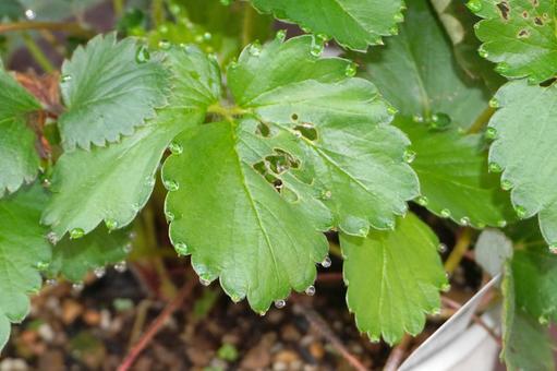 鉢植え苺苗の葉っぱと水滴01 苺苗,イチゴ,苗の写真素材