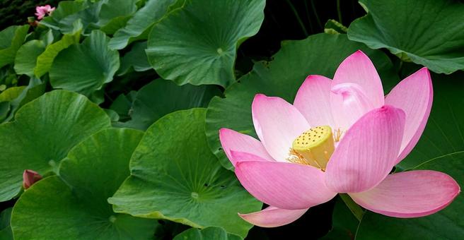 蓮の花 蓮の花の写真