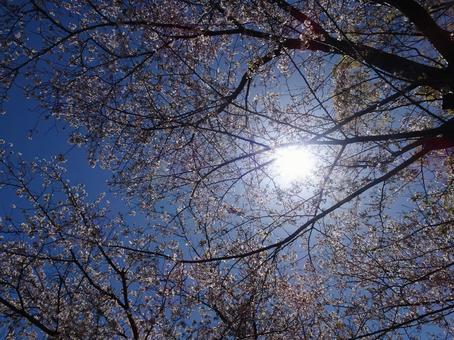 April Cherry Blossoms-8, JPG