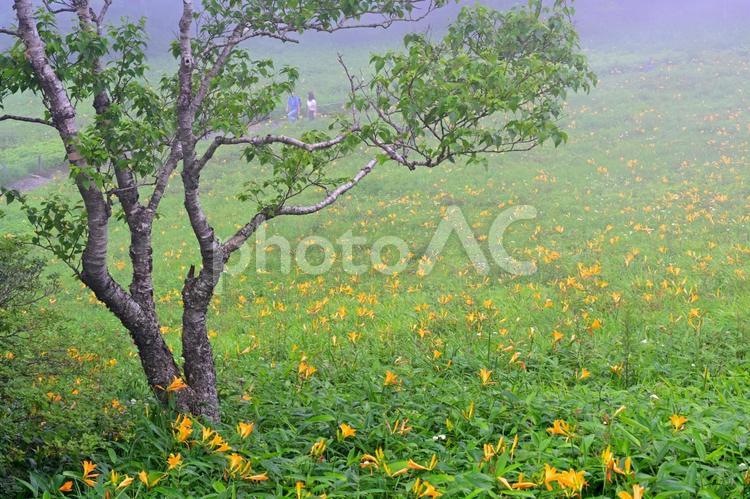 咲き誇るニッコウキスゲ群生（霧降高原） 花,ニッコウキスゲ,風景の写真素材