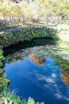 秋の忍野八海 池に映る紅葉 秋の忍野八海 池に映る紅葉の写真