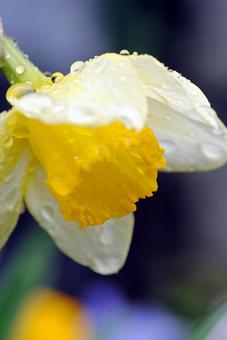 水滴 水滴の写真