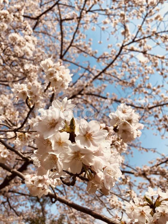 桜の花と青空 植物,花,屋外の写真素材