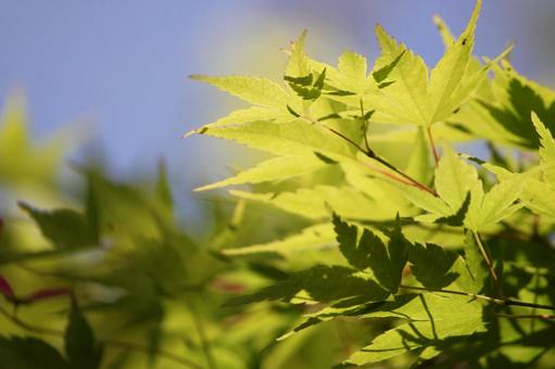 青空と春のモミジの写真