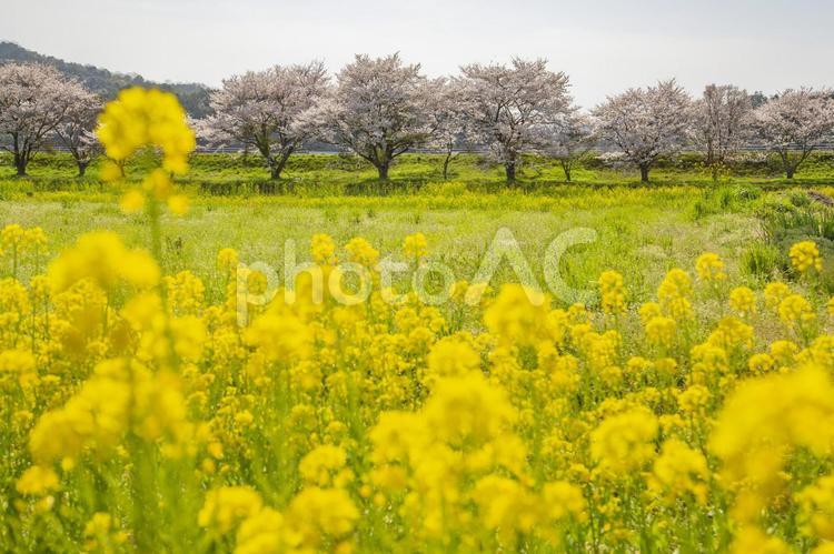青空と桜と菜の花 桜,キレイ,若狭町の写真素材
