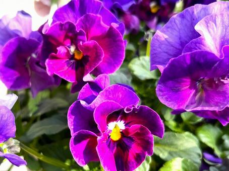 パープルのパンジー パープルのパンジーの写真