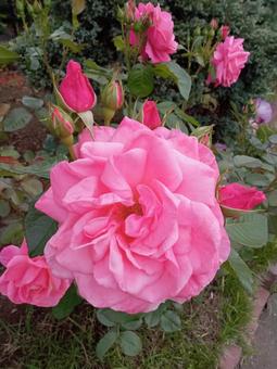 蕾も美しいピンクのばらの大輪の写真