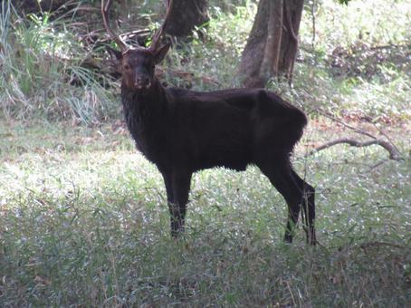霧島の鹿 黒い,オス,角の写真素材