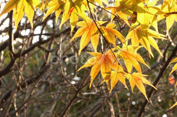 黄色く染まるキラキラもみじ　紅葉　秋の素材　背景 紅葉,もみじ,モミジの写真素材