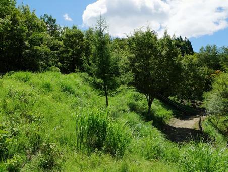 緑の多い散歩道 緑の多い散歩道の写真