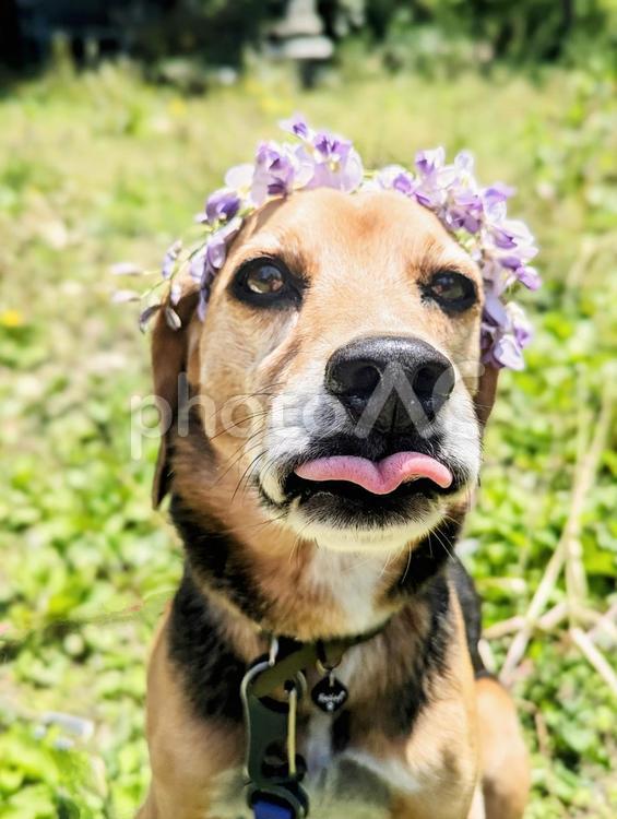 これ似合ってるのかな？ ビーグル,犬,藤の花の写真素材