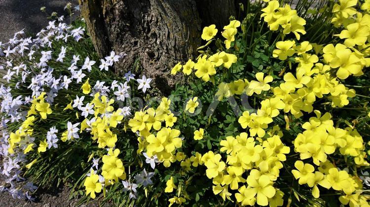 道端の木の根元に咲き誇る黄色い花 花,イエロー,植物の写真素材