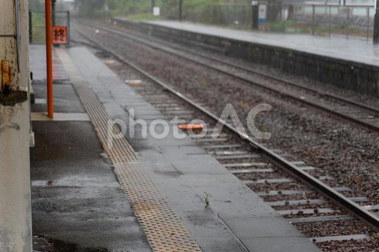雨の駅のホーム ホーム,雨,駅の写真素材