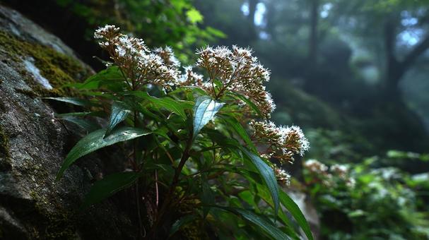 光差す霧の森と花の写真