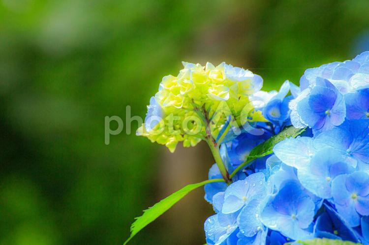 雨に濡れて鮮やかな紫陽花 紫陽花,アジサイ,植物の写真素材