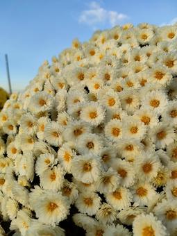 ブーケのような白いお花！ ブーケ,花,青空の写真素材