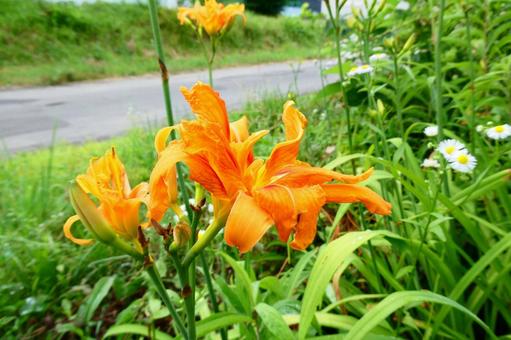 Photo, hokkaido, native, summer, 