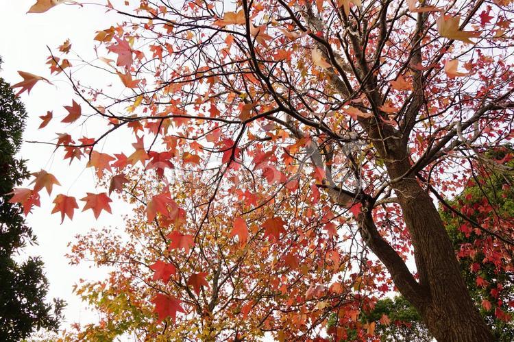 黄葉したカエデの葉 紅葉,黄葉,葉の写真素材