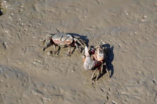佐賀 芦刈町 シオマネキ3 シオマネキ,カニ,オスの写真素材