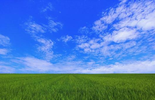 夏・7月の田園風景 夏・7月の田園風景の写真