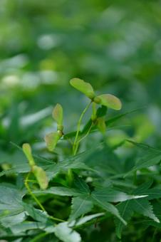 Photo, autumn leaves, flower, natural, 