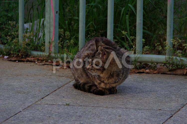 春のたそがれの公園猫 ネコ,猫,公園猫の写真素材