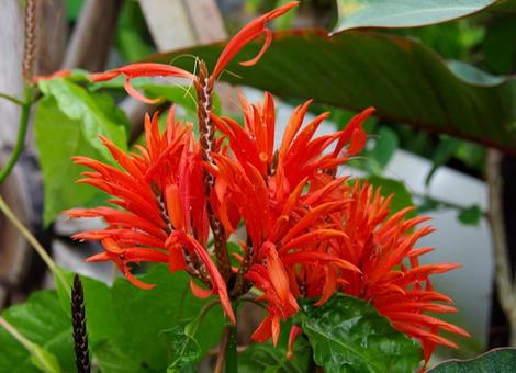 アフェランドラ・アルボレア アフェランドラ,アルボレア,aphelandraの写真素材