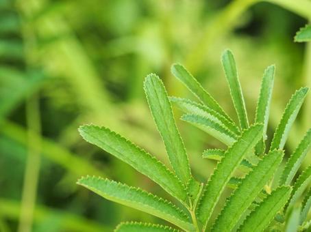 植物1 植物1の写真