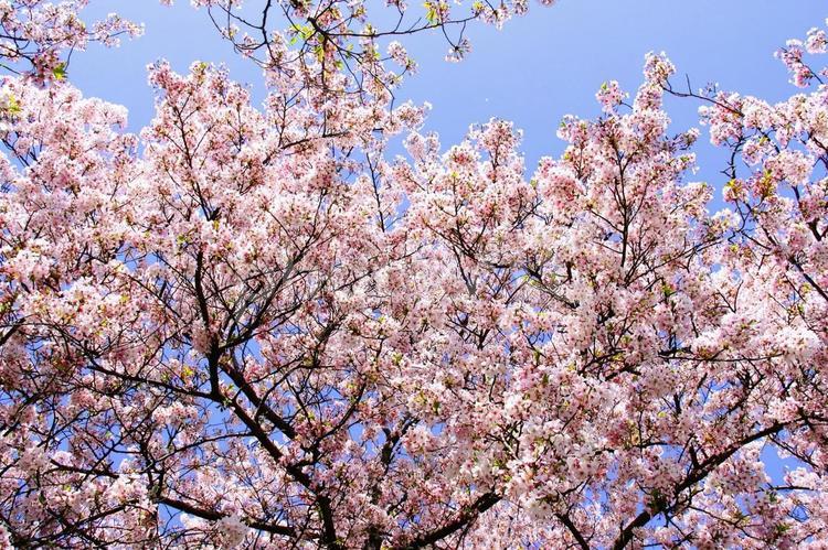 春の風景　桜1257 桜,青空,空の写真素材