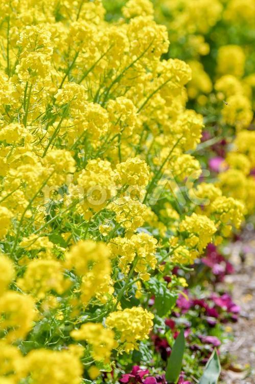 自然　菜の花 菜の花,なのはな,自然の写真素材