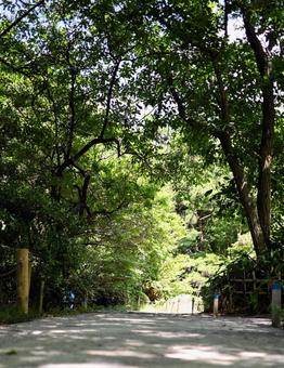 公園の小道、光と影のハーモニー 公園の小道、光と影のハーモニーの写真
