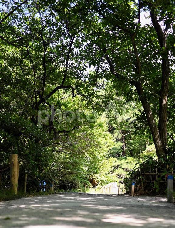 公園の小道、光と影のハーモニー 道,小道,緑の写真素材