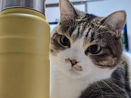 水筒と猫 水筒と猫 猫,ネコ,キジトラの写真素材