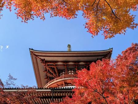 成田山の紅葉 紅葉,秋,成田山の写真素材
