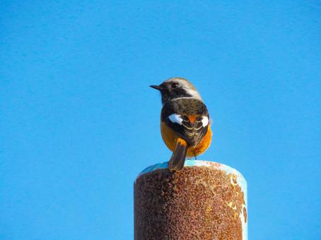 ポールの上に留まるジョウビタキのオス ジョウビタキ,野鳥,動物の写真素材