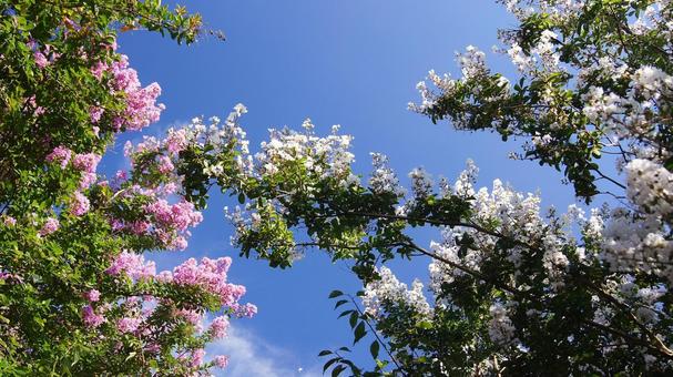 百日紅-236 百日紅-236の写真