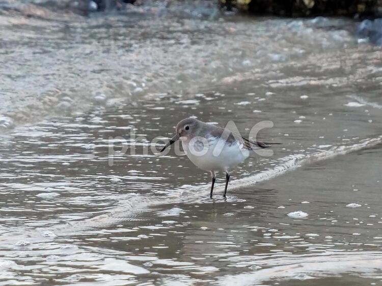 海鳥　　いそしぎ　　野鳥 海鳥,シギ,いそしぎの写真素材