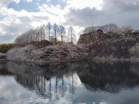 水面に映る桜 桜,ピンク,水の写真素材