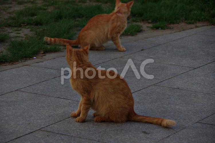春のたそがれの公園猫 ネコ,猫,公園猫の写真素材