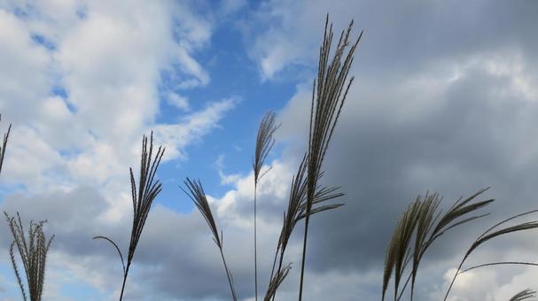 ススキ ススキ,ススキの穂,自然の写真素材
