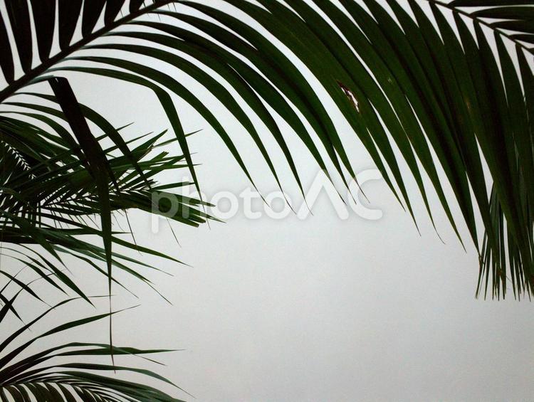 シルエット　植物 影絵,シルエット,シダの写真素材