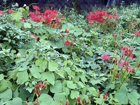 群生する彼岸花の赤 群生する彼岸花の赤の写真