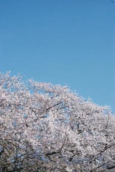 満開の桜と澄んだ青空 満開の桜と澄んだ青空 桜,青空,春の写真素材