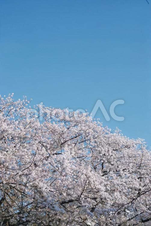 満開の桜と澄んだ青空 桜,青空,春の写真素材