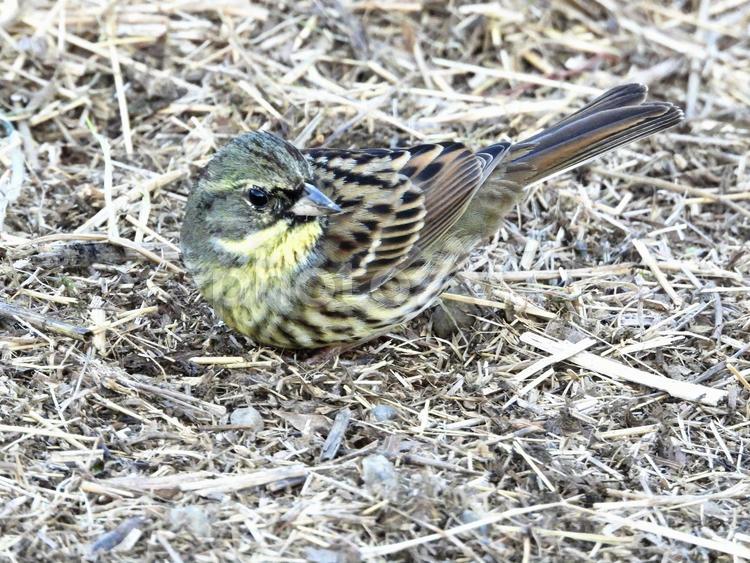餌を探すアオジ 鳥,野鳥,アオジの写真素材