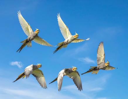 群れを成して飛ぶ野生のオカメインコの写真